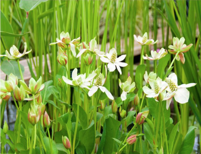 Anemopsis californica - Yerba Mansa Bog Plant (image for) Anemopsis californica - Yerba Mansa Bog Plant