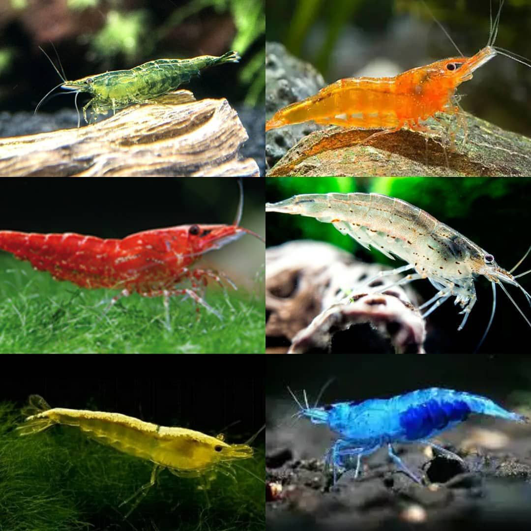 Aquatic Shrimp (image for) Aquatic Shrimp