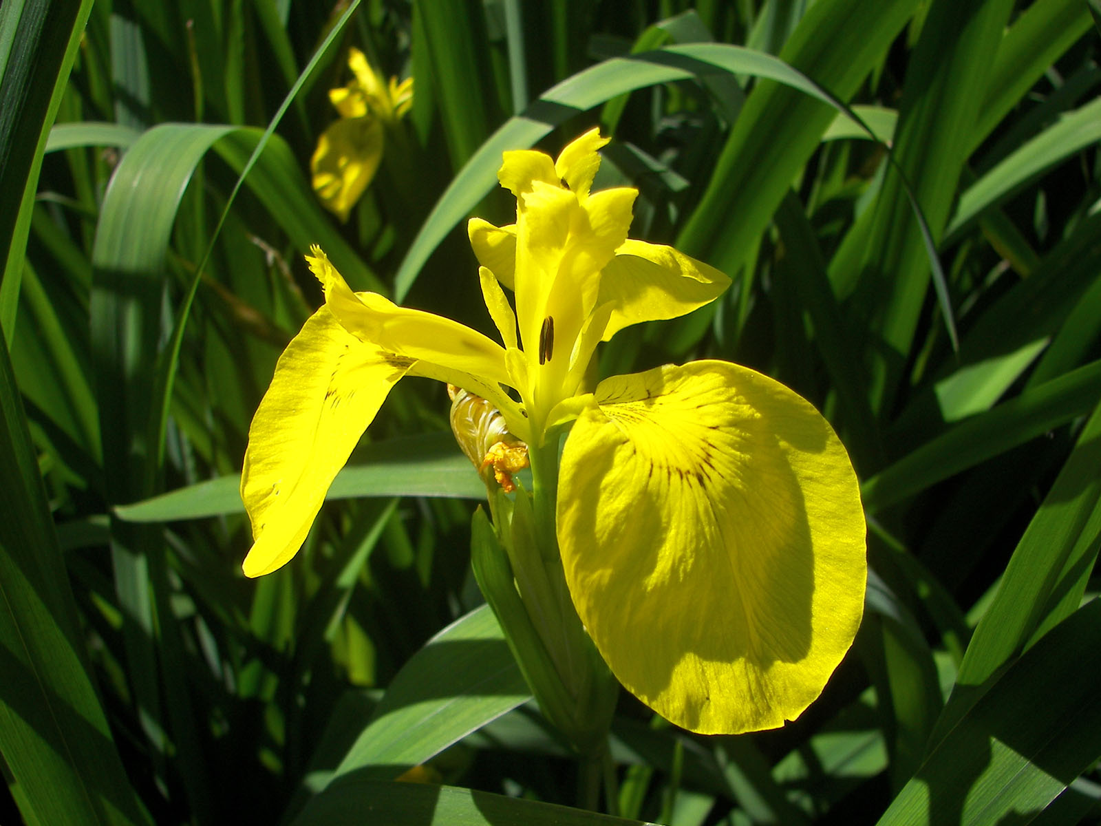 Aquatic Plants (image for) Aquatic Plants