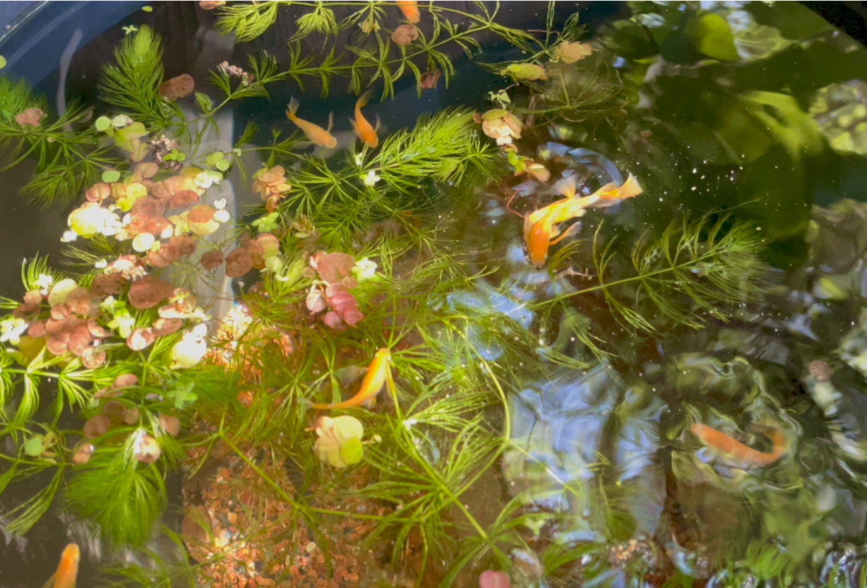 Medaka Rice Fish (image for) Medaka Rice Fish