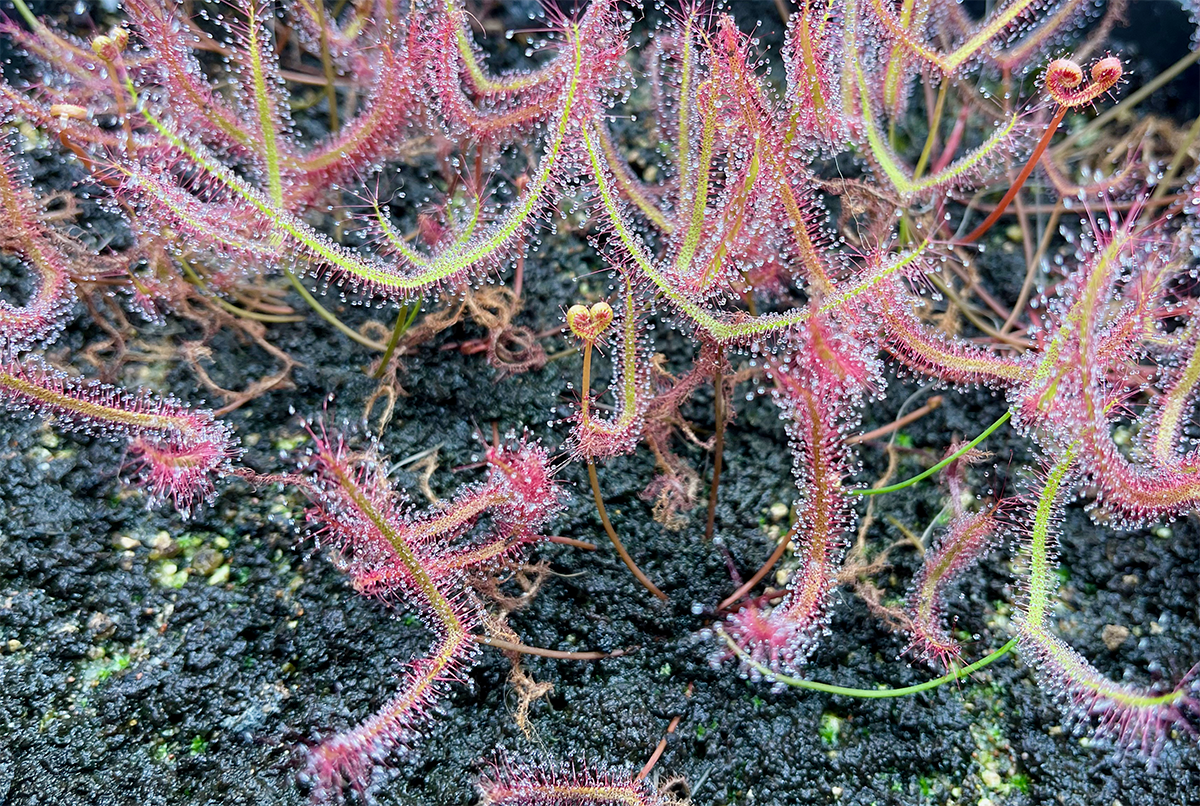 Drosera Binata Staghorn Sundew ’T-Form' (image for) Drosera Binata Staghorn Sundew ’T-Form'
