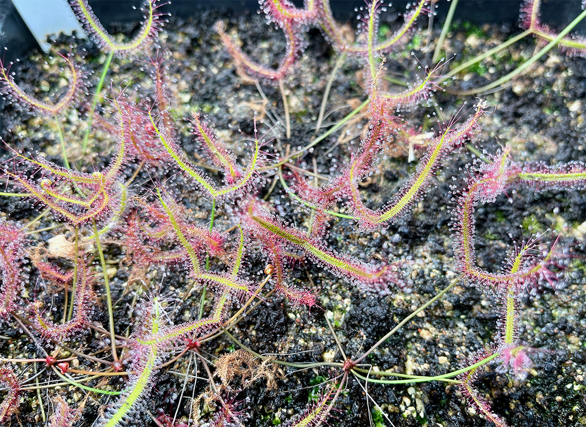 Drosera Binata Staghorn Sundew ‘Upright Form' (image for) Drosera Binata Staghorn Sundew ‘Upright Form'