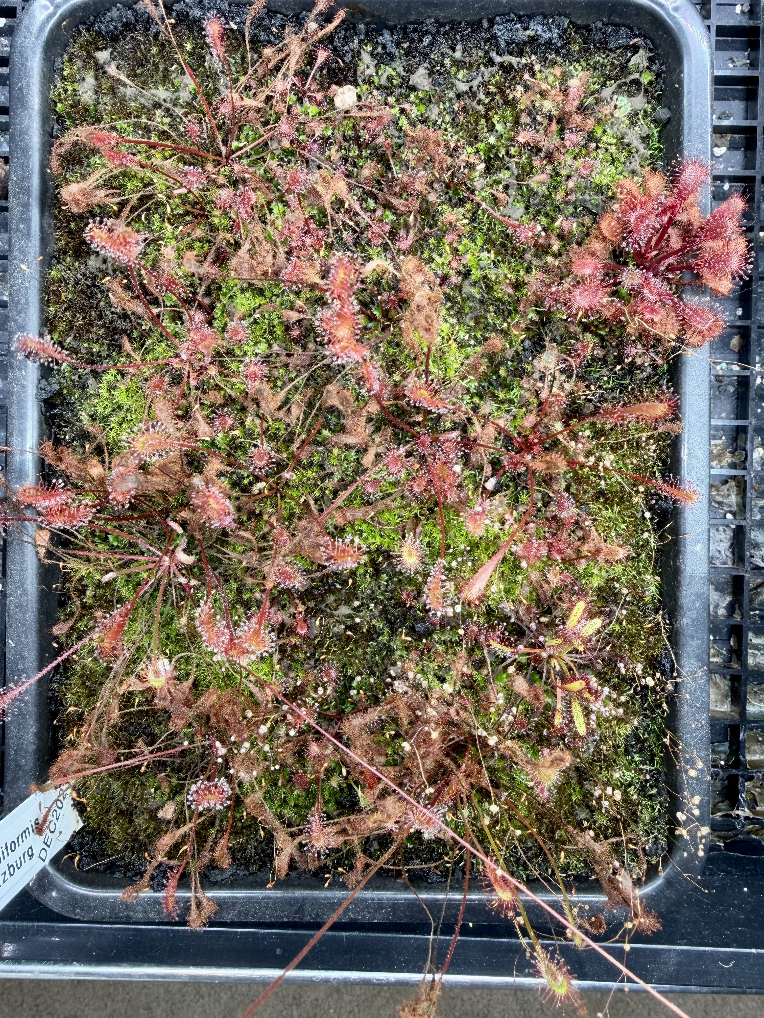 Drosera nidiformis ´Pietermaritzburg´ Sundew (image for) Drosera nidiformis ´Pietermaritzburg´ Sundew