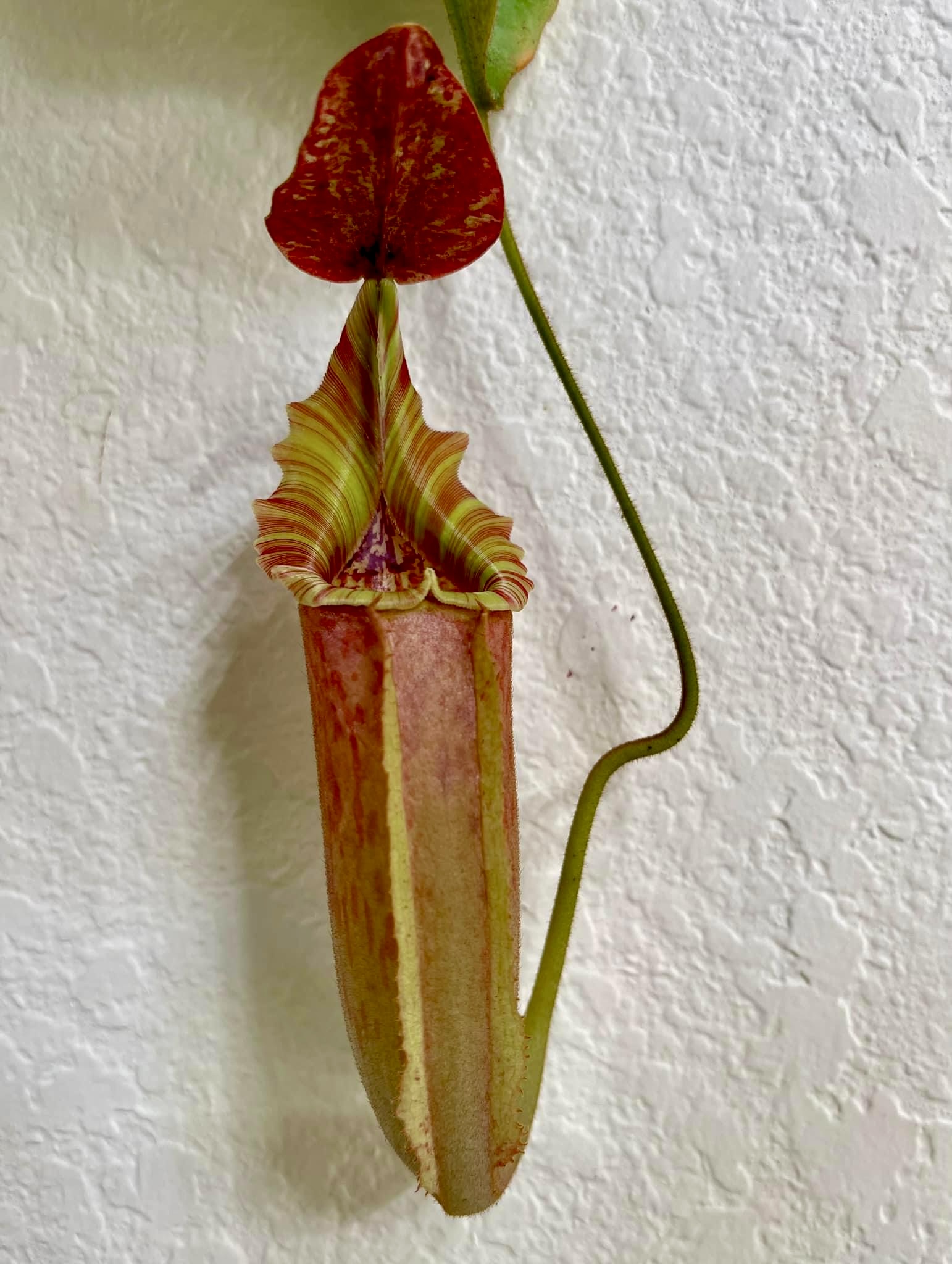 Nepenthes Tiveyi ‘Red Queen’ (image for) Nepenthes Tiveyi ‘Red Queen’