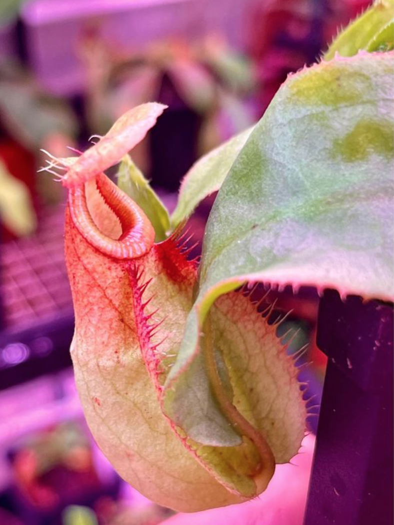 Nepenthes (Globosa X Kuchingensis) x Bicalcarata (image for) Nepenthes (Globosa X Kuchingensis) x Bicalcarata