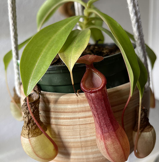 Nepenthes - Pitchers (image for) Nepenthes - Pitchers