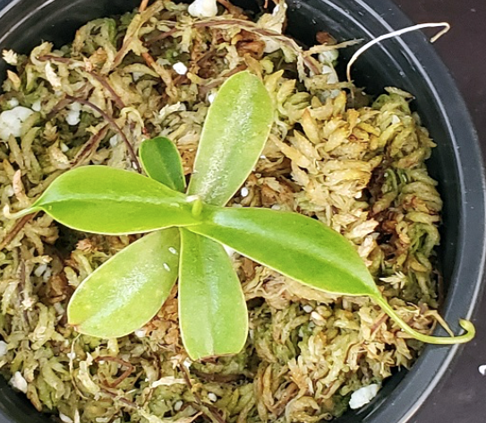 Nepenthes argentii x Armin (image for) Nepenthes argentii x Armin