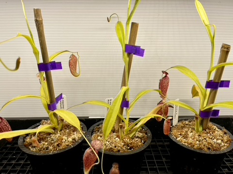 Nepenthes maxima x Aristolochioides (image for) Nepenthes maxima x Aristolochioides