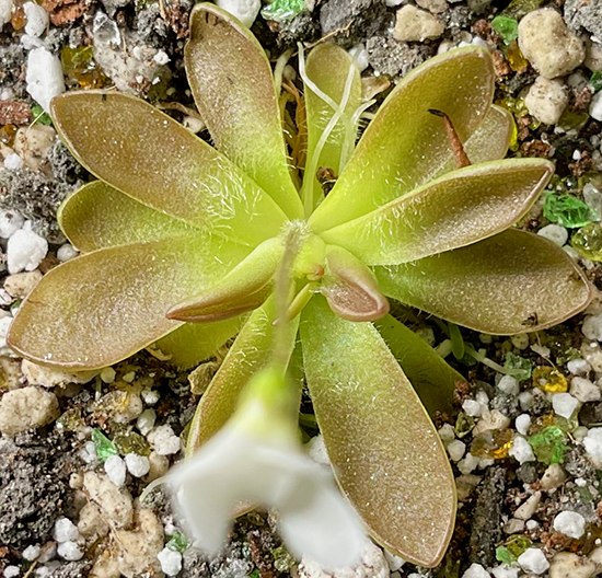 Pinguicula immaculata x Agnata ‘Crystal' (image for) Pinguicula immaculata x Agnata ‘Crystal'