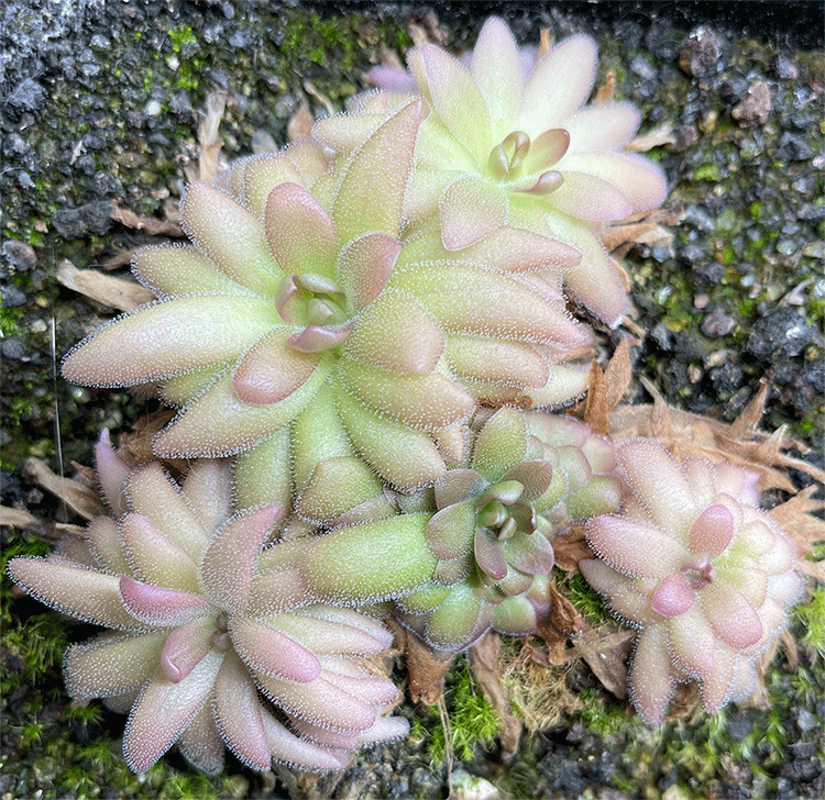 Pinguicula hemiepiphytica x Gypsicola (triplets) (image for) Pinguicula hemiepiphytica x Gypsicola (triplets)