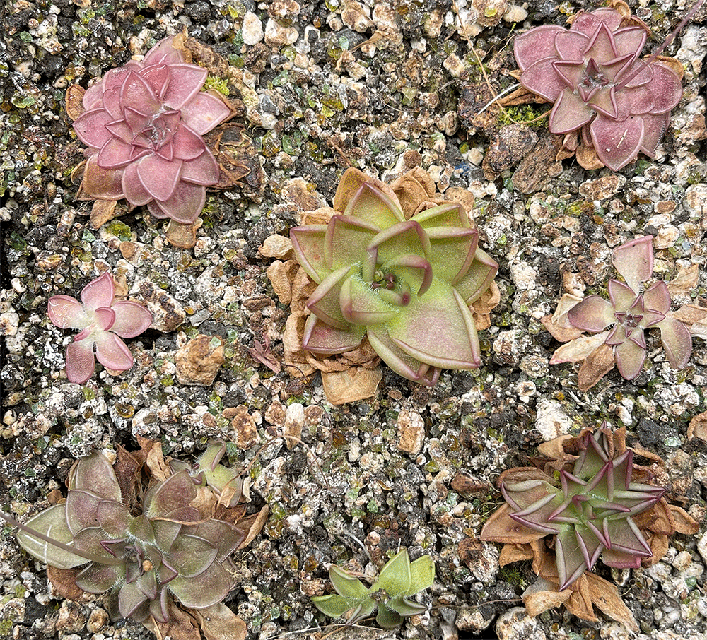 Pinguicula hemiepiphytica X Nivalis (image for) Pinguicula hemiepiphytica X Nivalis