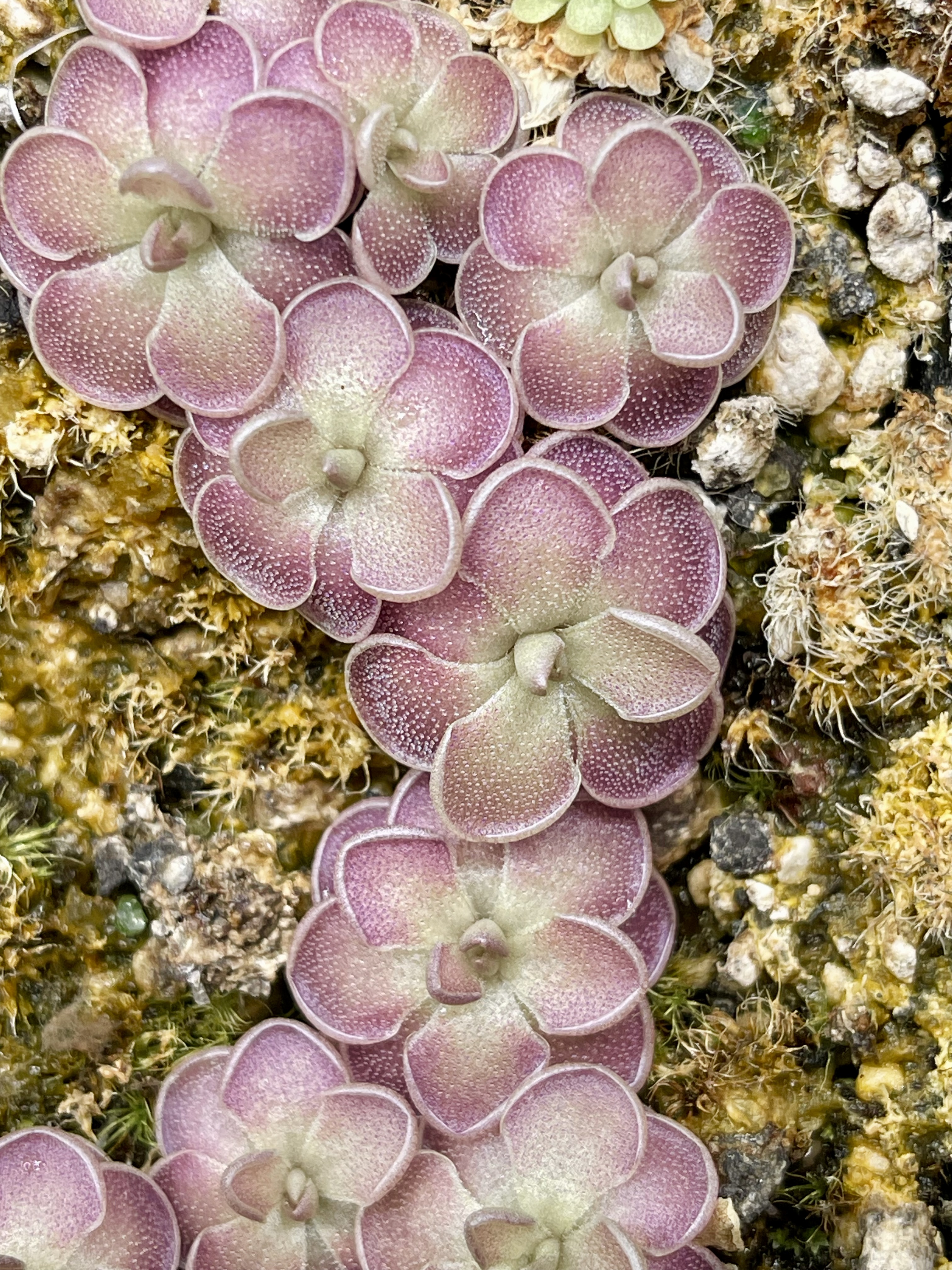 Pinguicula jauvamensis x Cyclosecta (image for) Pinguicula jauvamensis x Cyclosecta