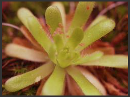 Pinguicula Moctezumae X Cyclosecta Giant Flower (image for) Pinguicula Moctezumae X Cyclosecta Giant Flower