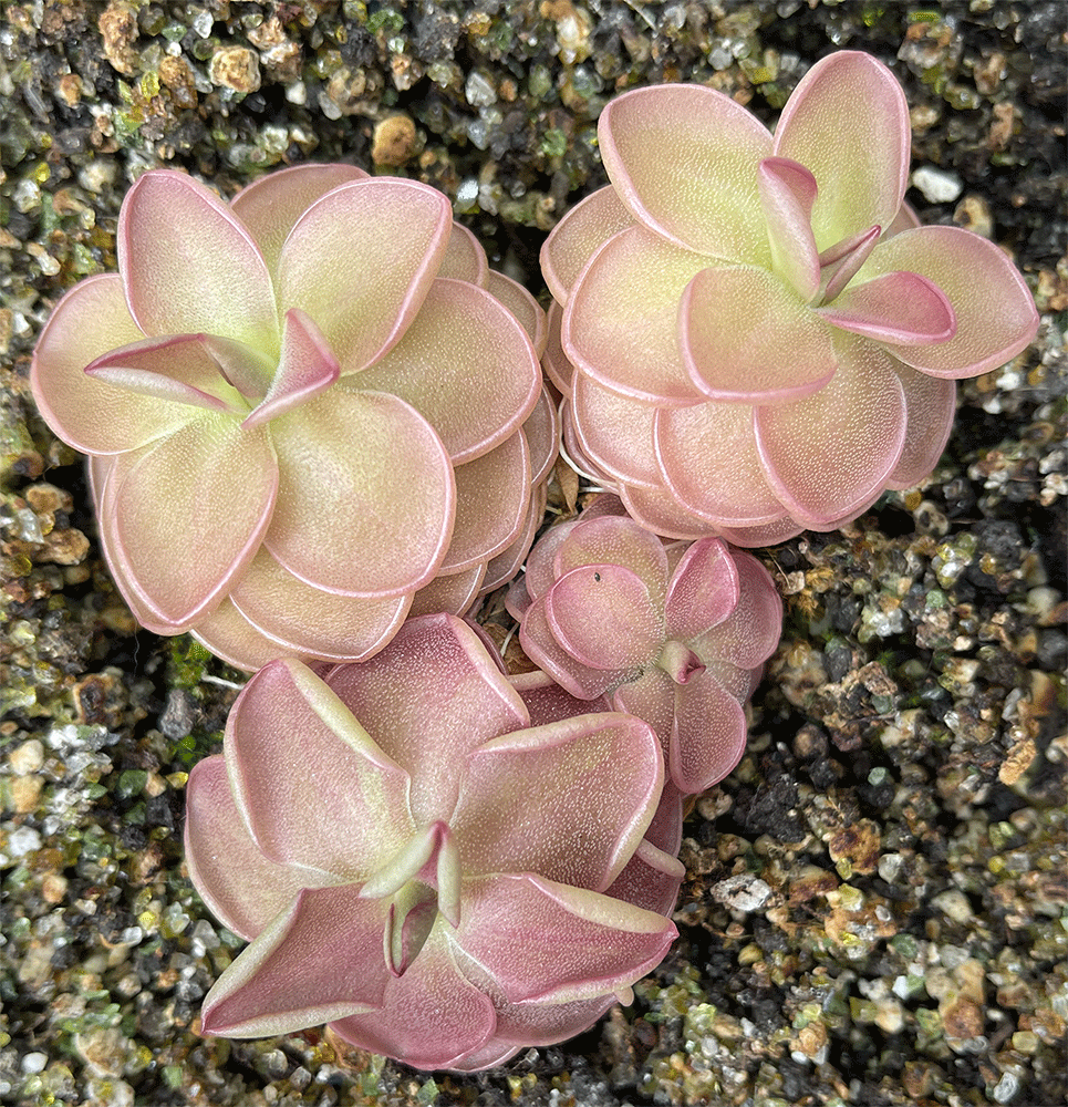 Pinguicula hemiepiphytica x Debbertiana (image for) Pinguicula hemiepiphytica x Debbertiana