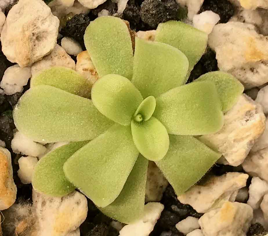 Pinguicula Ibarrae (image for) Pinguicula Ibarrae