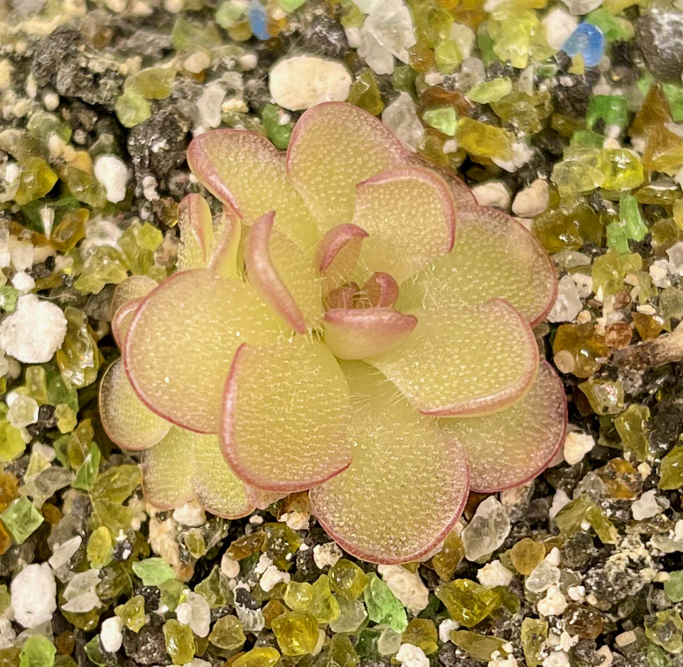 Pinguicula Kondoi (=P. Reticulata) (image for) Pinguicula Kondoi (=P. Reticulata)